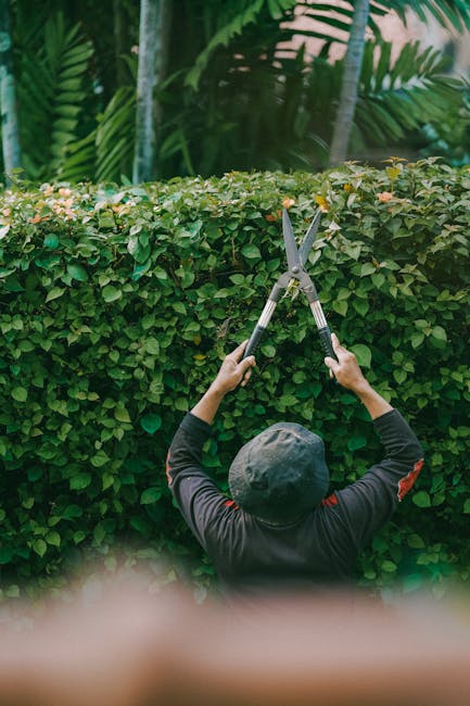A person wearing a black cap and dark clothing is trimming a dense, neatly maintained hedge with a pair of large pruning shears. The hedge has small green leaves, with some light-colored flowers or bu